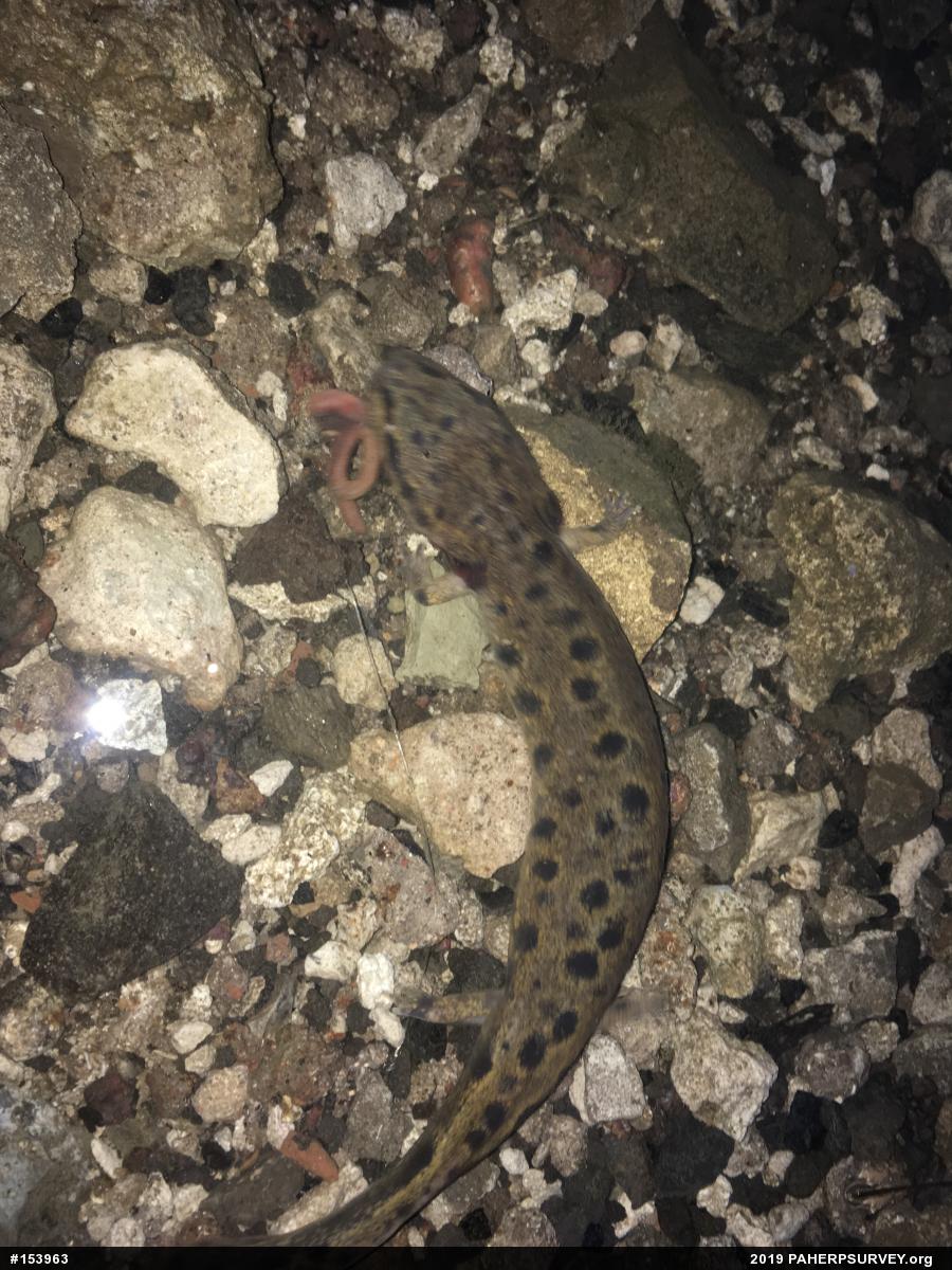 Common Mudpuppy