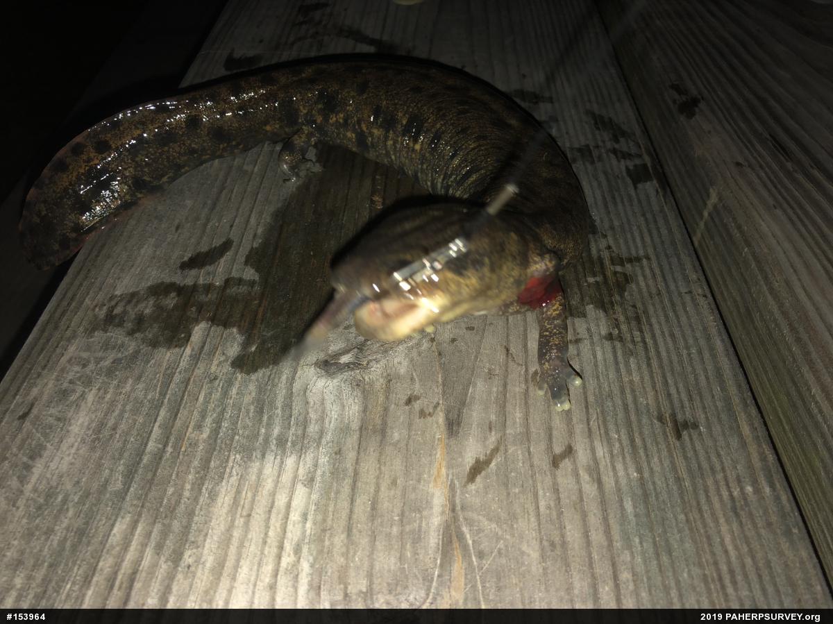 Common Mudpuppy