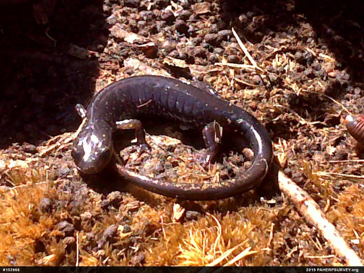 Wehrle's Salamander