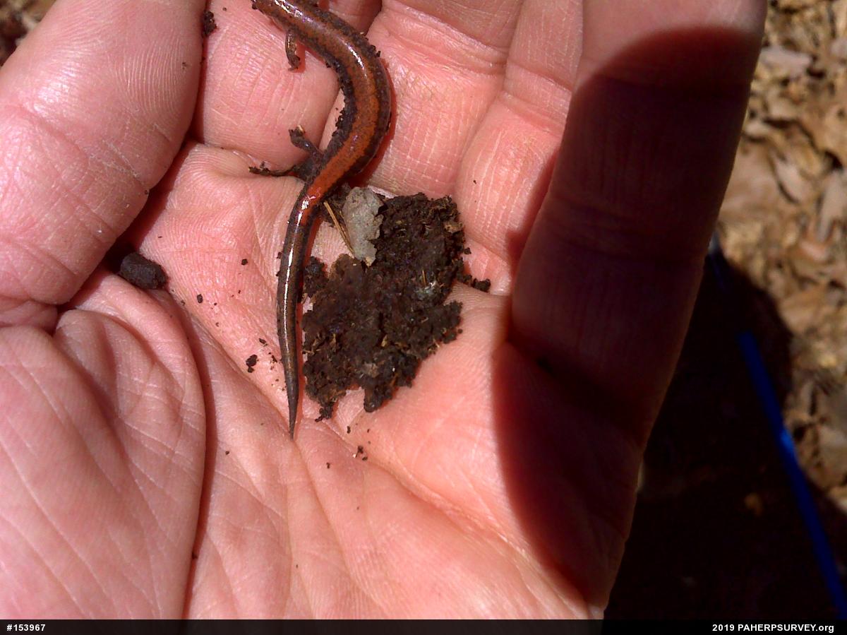 Eastern Red-backed  Salamander