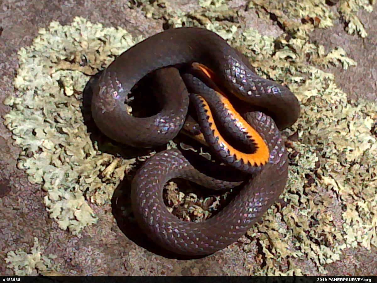 Northern Ring-necked Snake