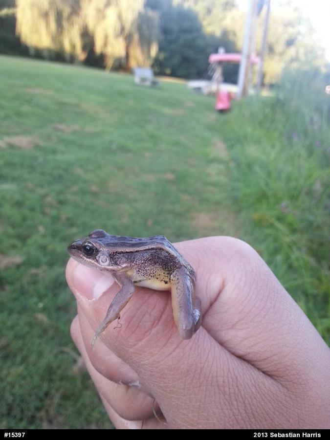 Pickerel Frog