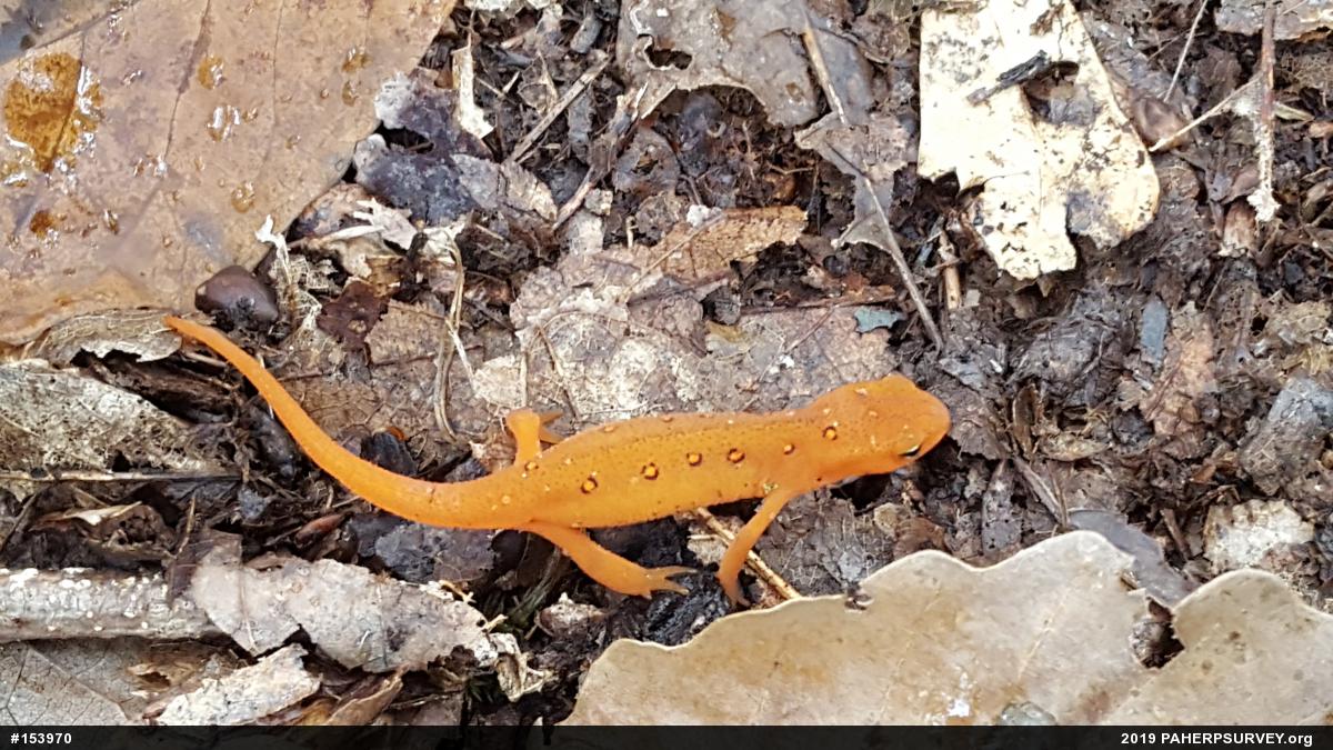Red-spotted Newt