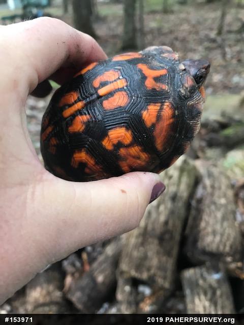 Eastern Box Turtle