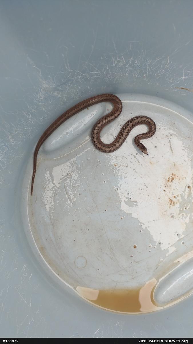 Dekay's Brownsnake