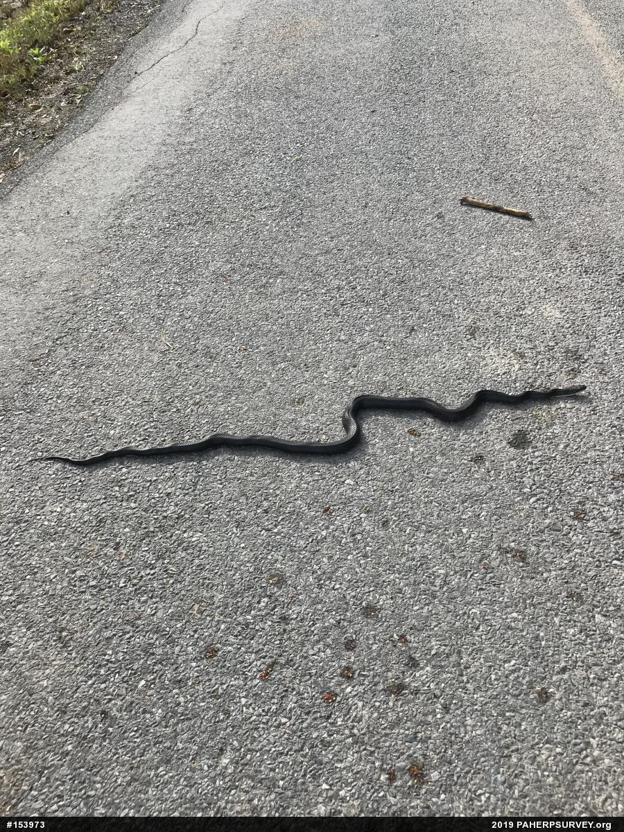Eastern Ratsnake