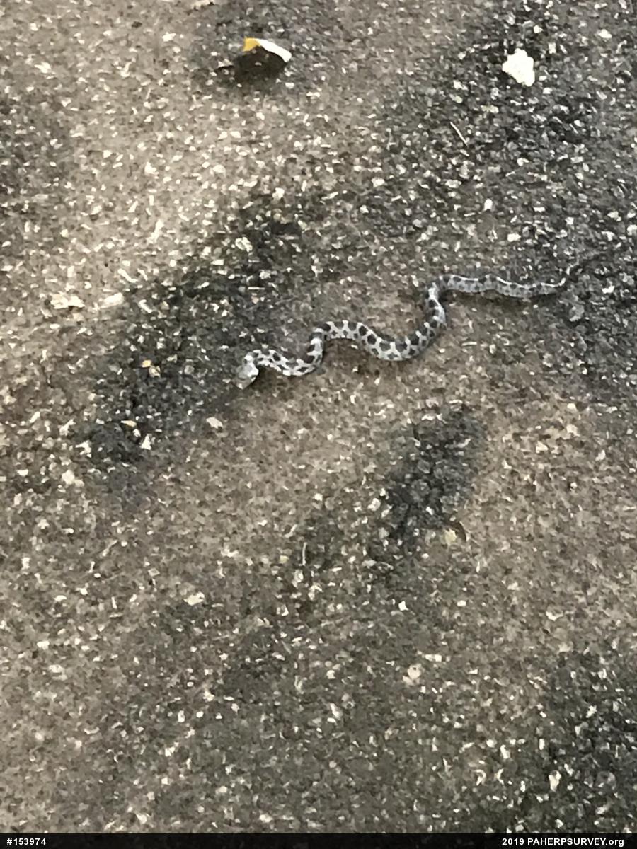 Eastern Ratsnake