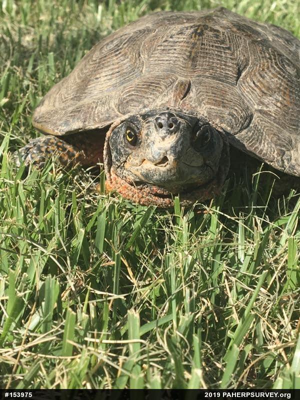 Wood Turtle