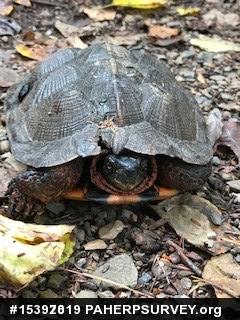 Wood Turtle