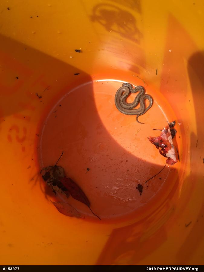 Dekay's Brownsnake