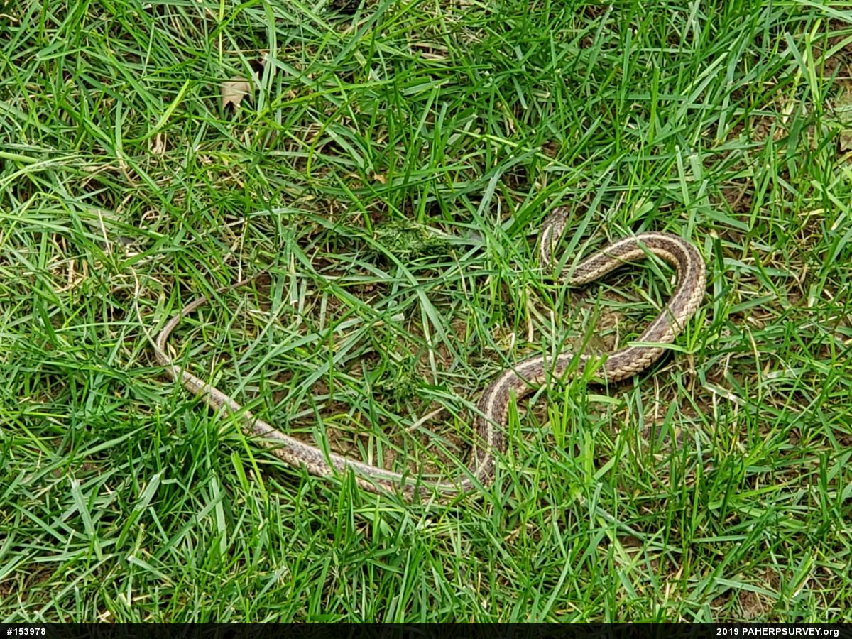Eastern Gartersnake