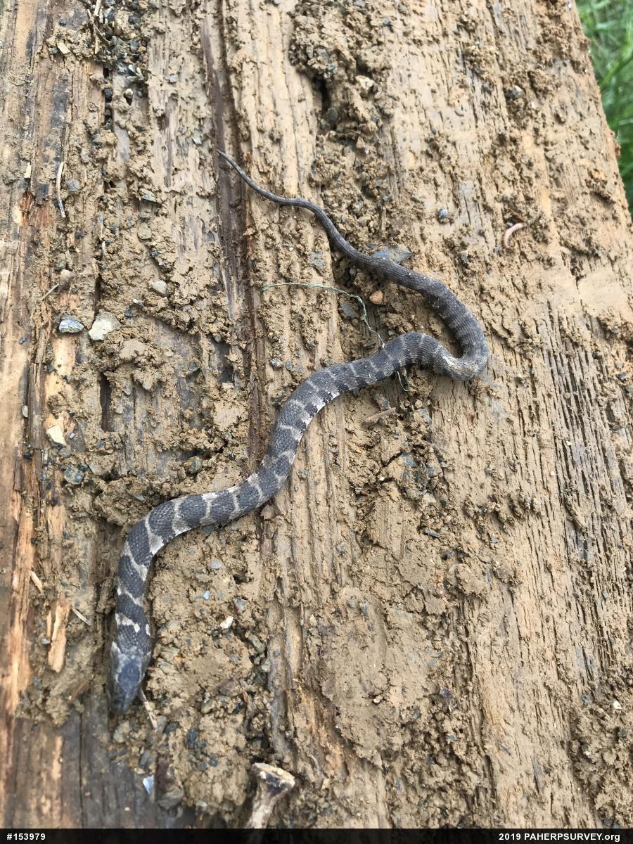 Northern Watersnake