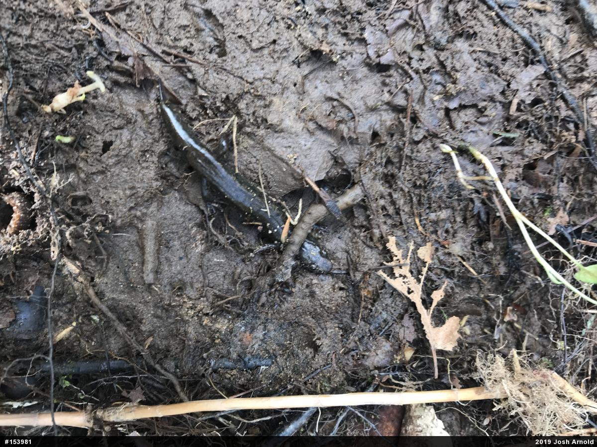 Northern Dusky Salamander