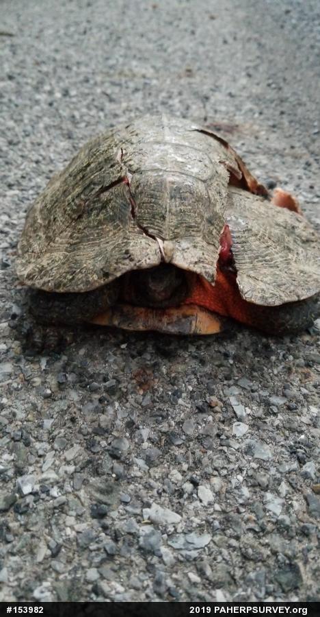 Wood Turtle