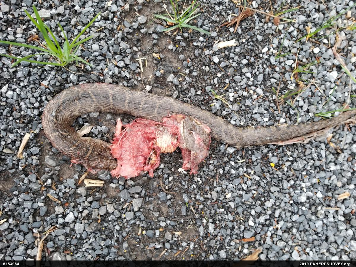 Northern Watersnake