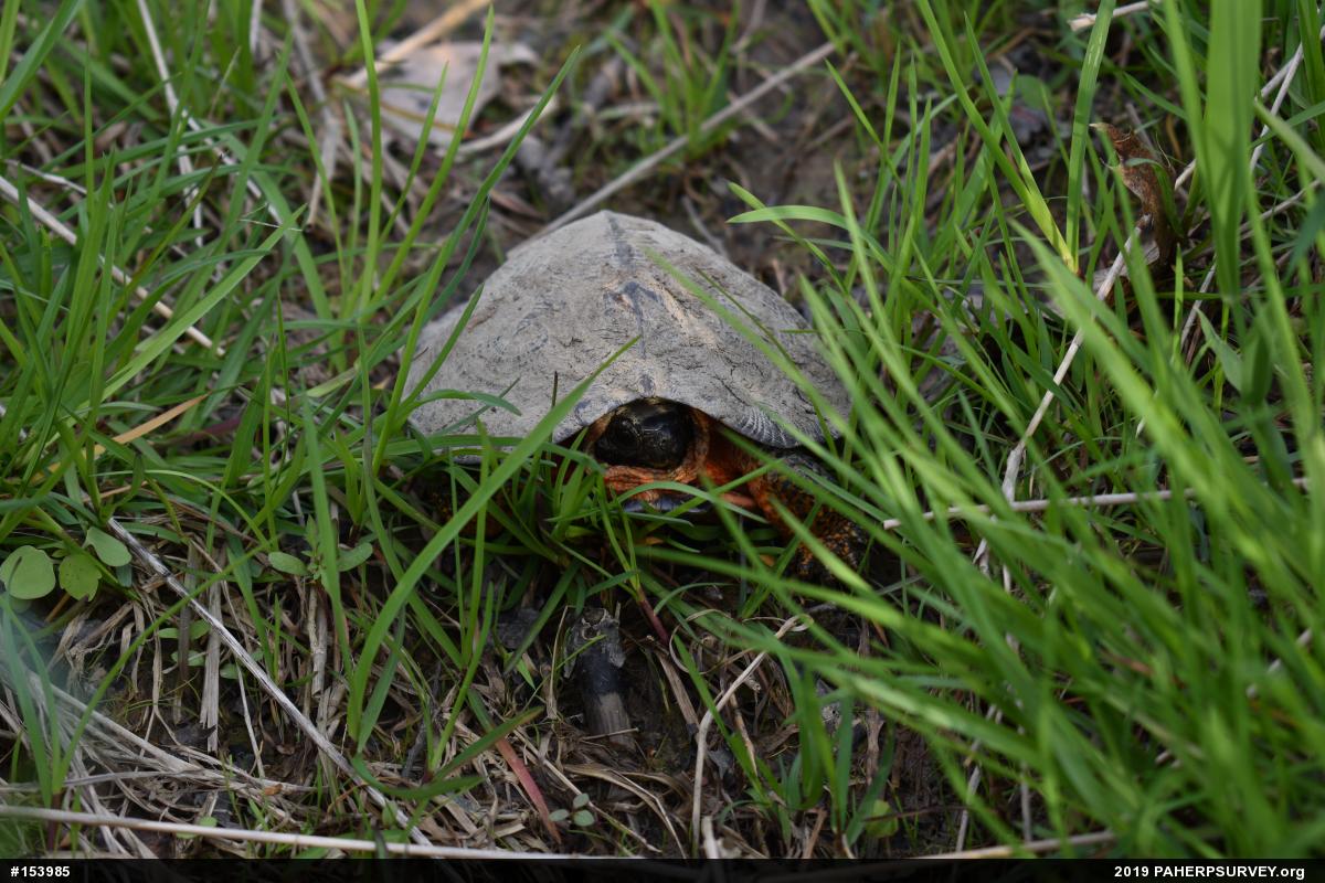 Wood Turtle