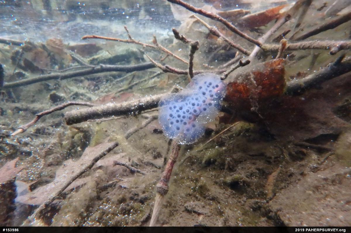 Spotted Salamander