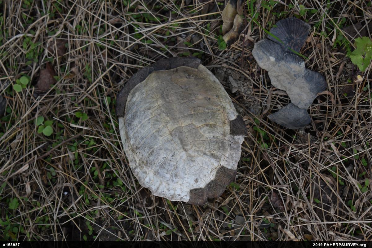 Wood Turtle