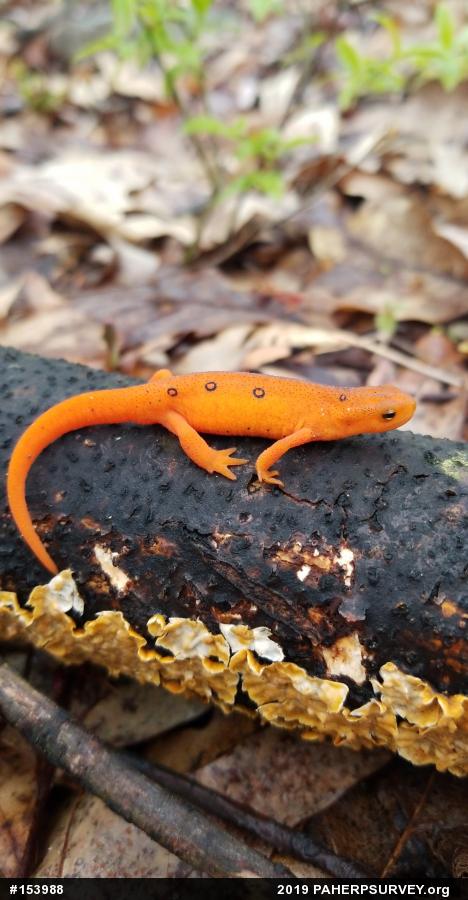 Red-spotted Newt