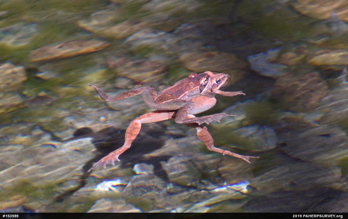 Wood Frog