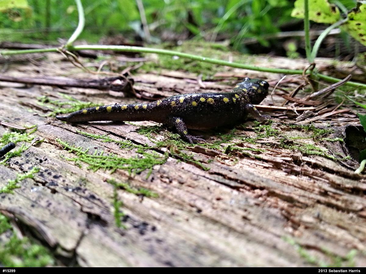Spotted Salamander
