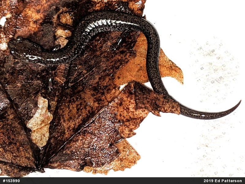 Valley And Ridge Salamander