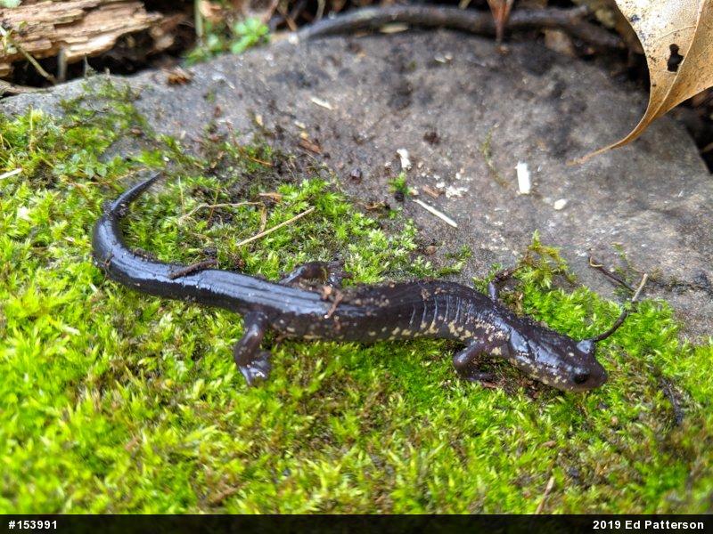 Wehrle's Salamander