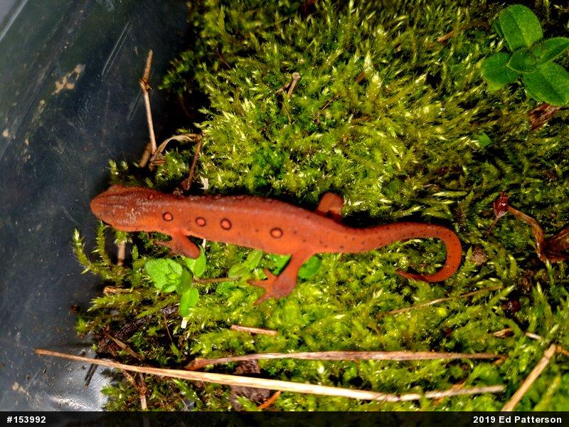 Red-spotted Newt