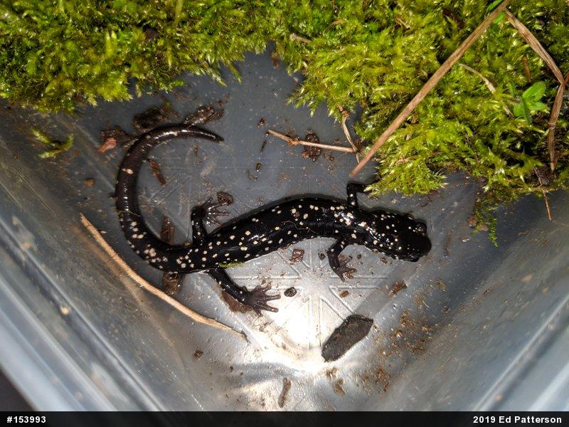 Northern Slimy Salamander