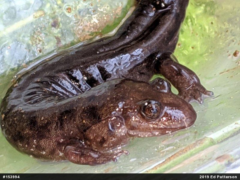 Seal Salamander