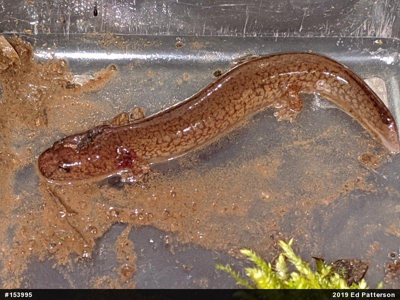 Northern Spring Salamander
