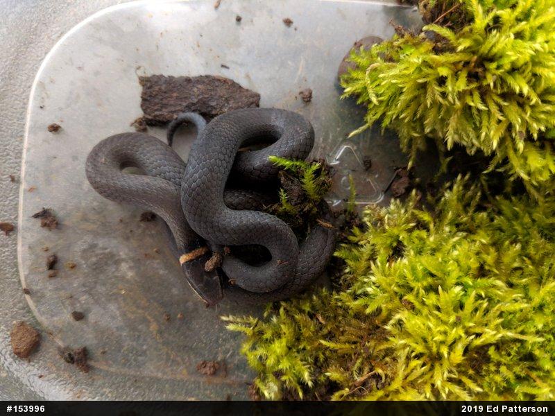 Northern Ring-necked Snake