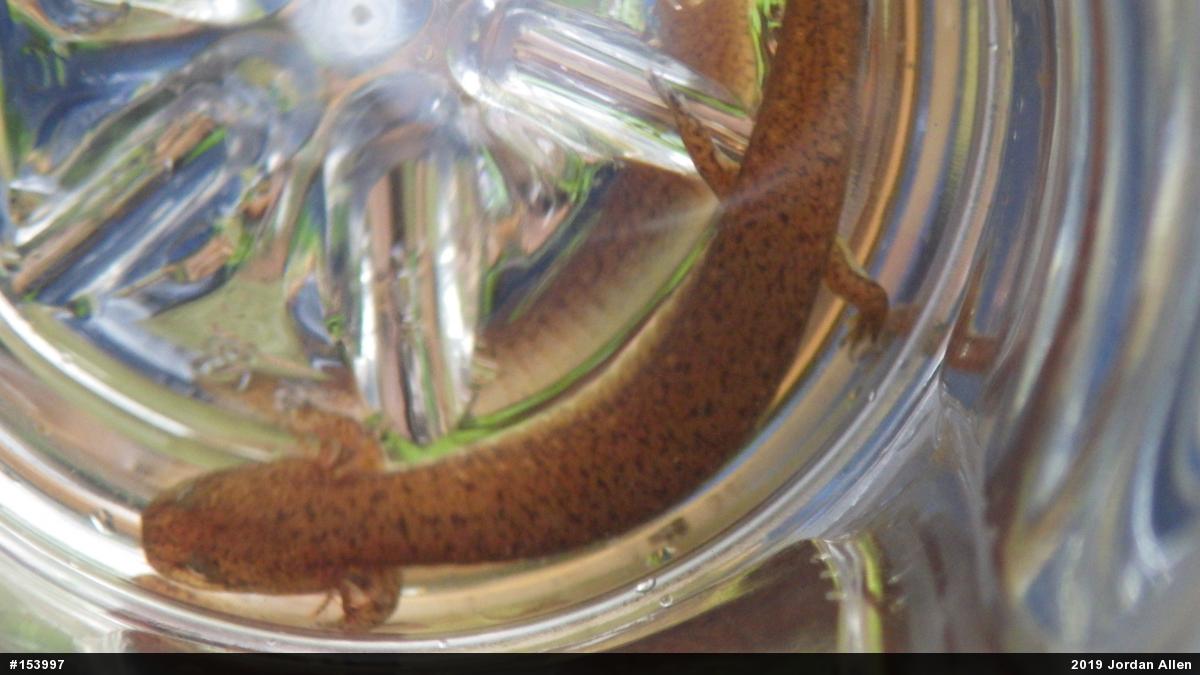 Northern Red Salamander