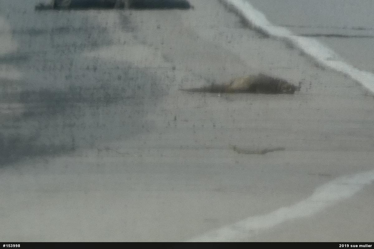 Snapping Turtle