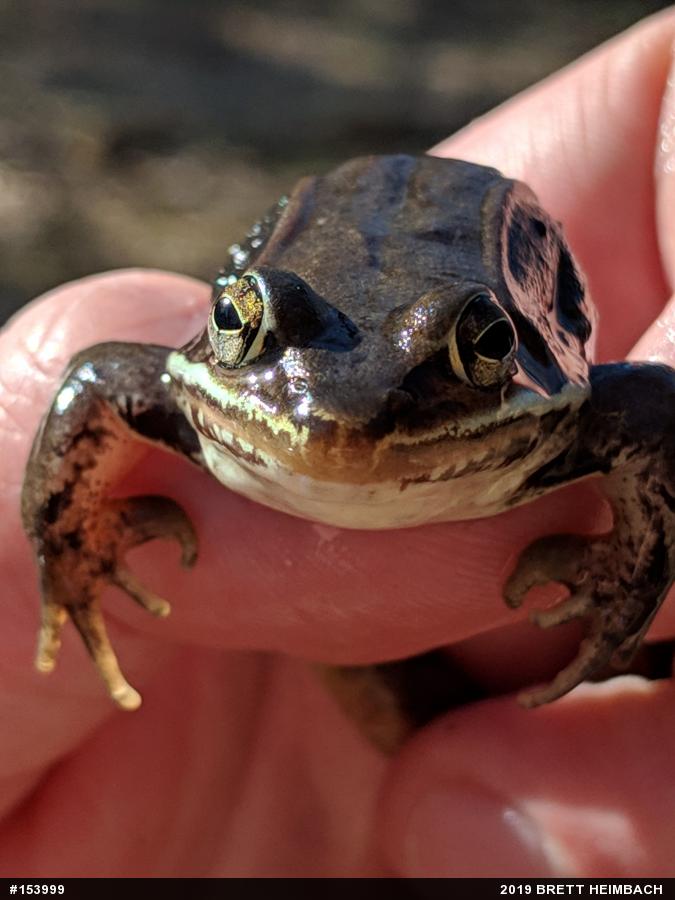 Wood Frog