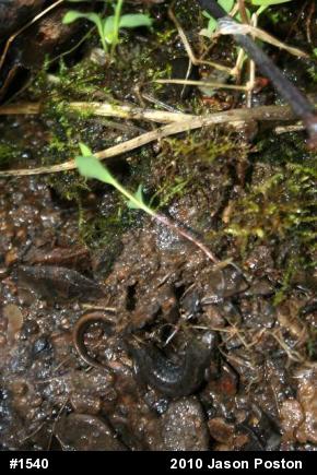 Northern Dusky Salamander