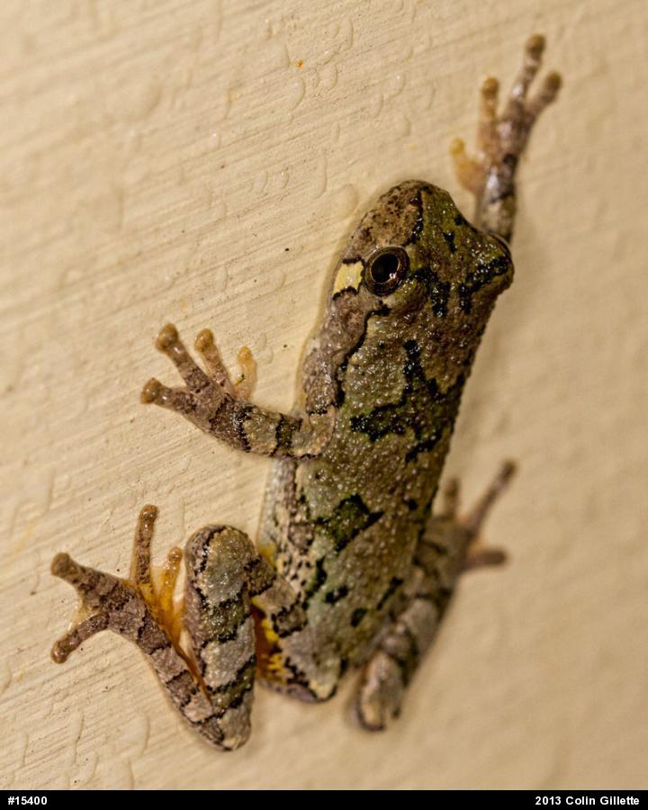 Gray Treefrog