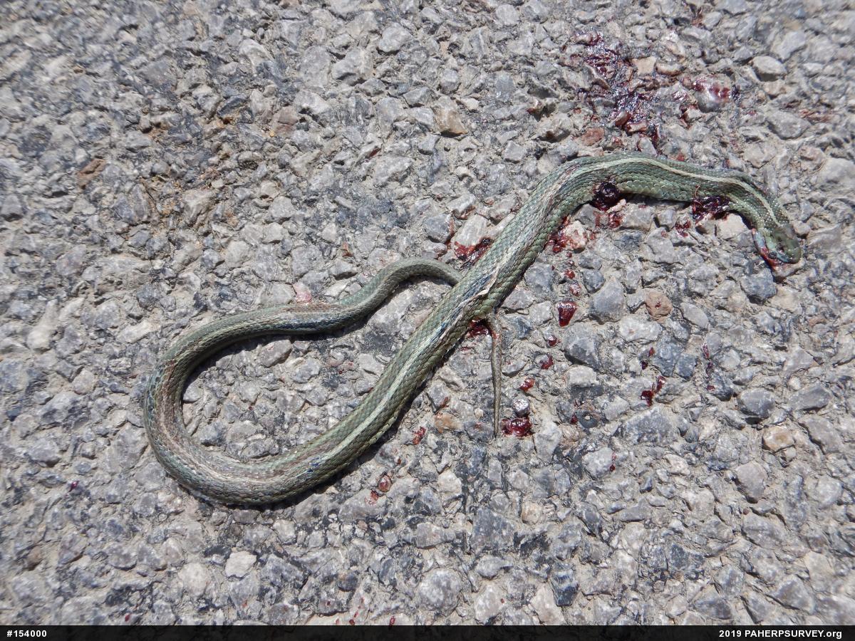 Shorthead Gartersnake