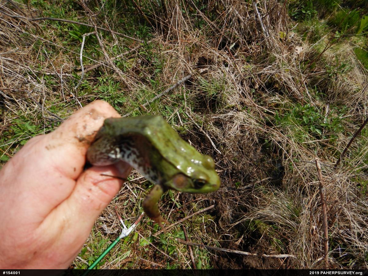 Green Frog