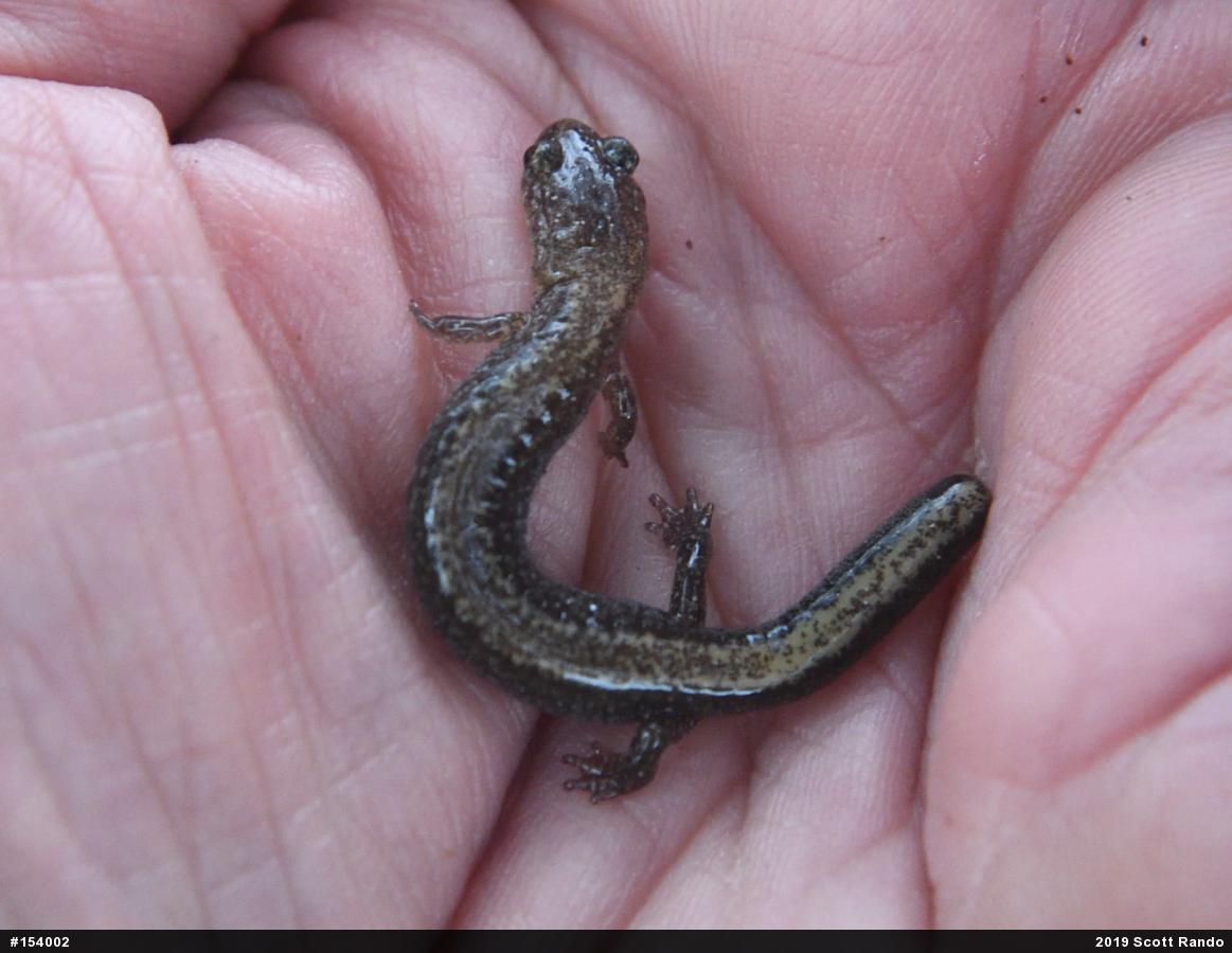 Eastern Red-backed  Salamander