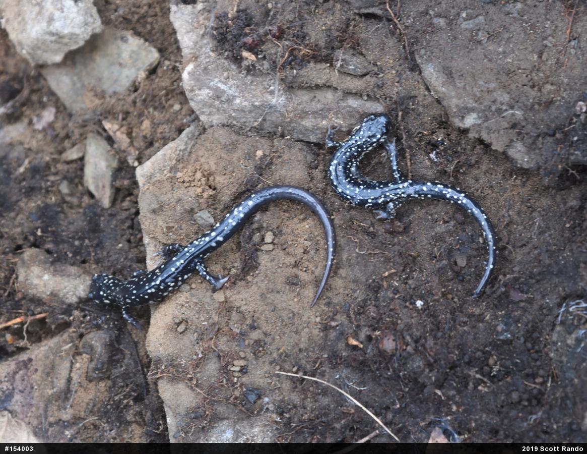 Northern Slimy Salamander