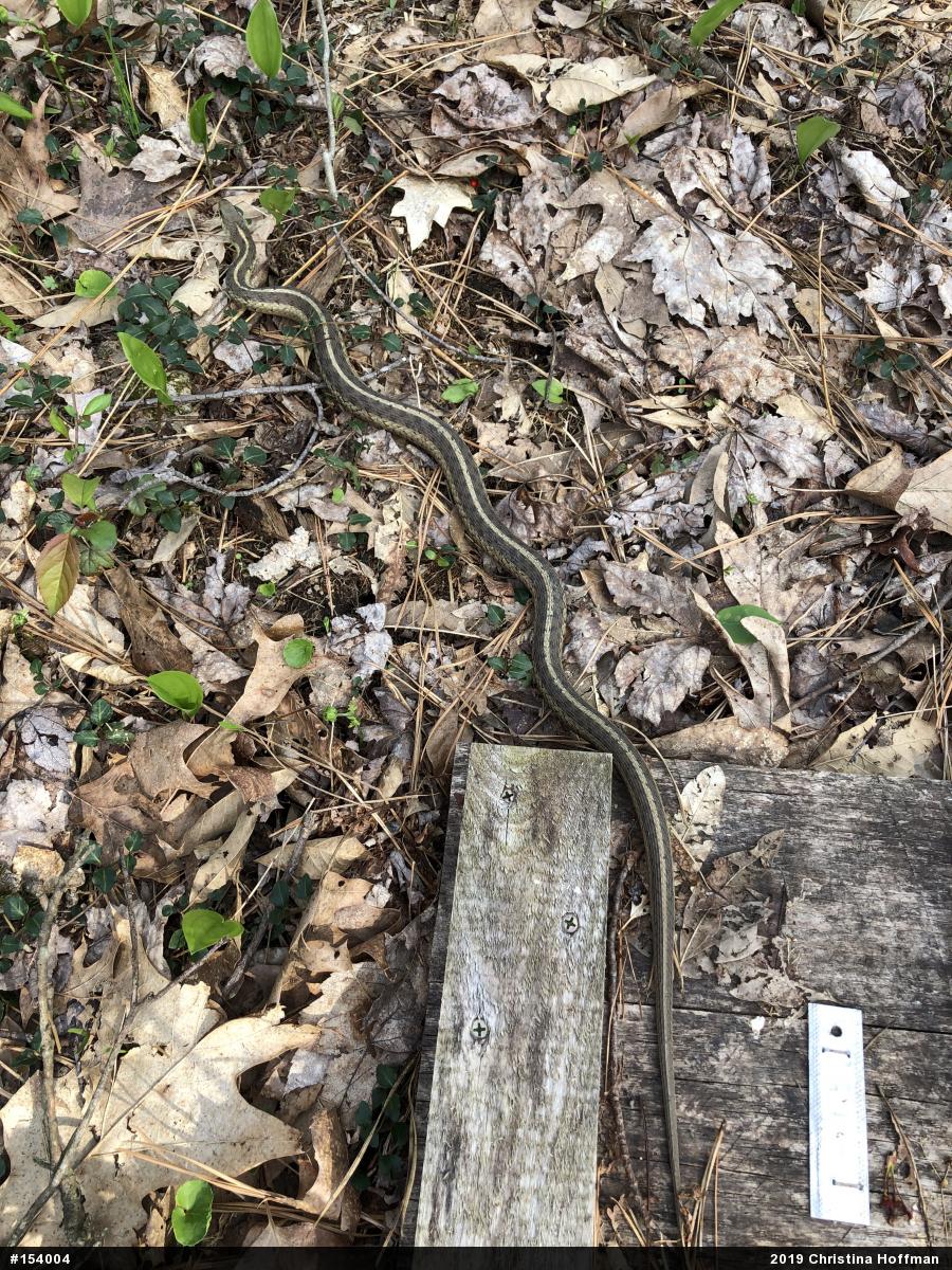 Eastern Gartersnake