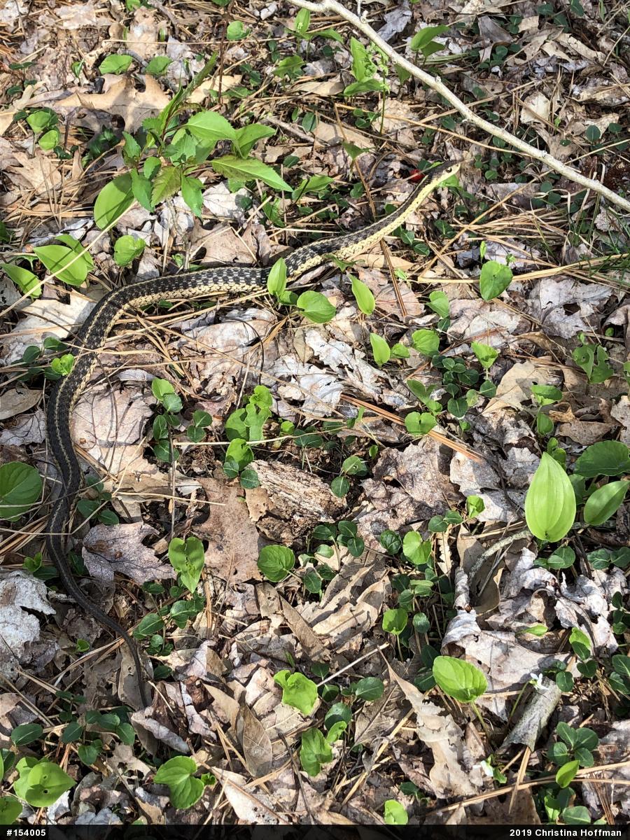 Eastern Gartersnake