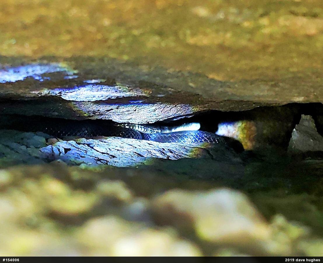 Eastern Ratsnake