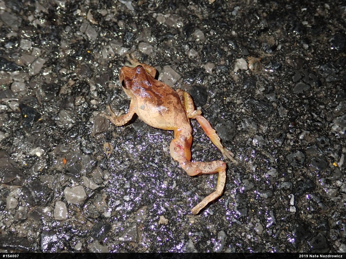 Spring Peeper