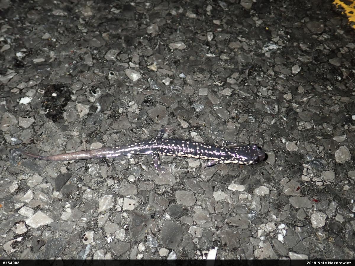 Northern Slimy Salamander