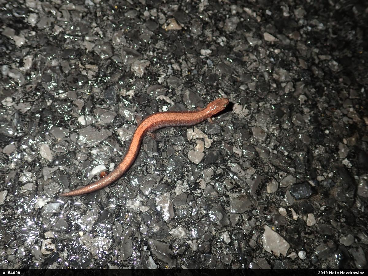 Eastern Red-backed  Salamander