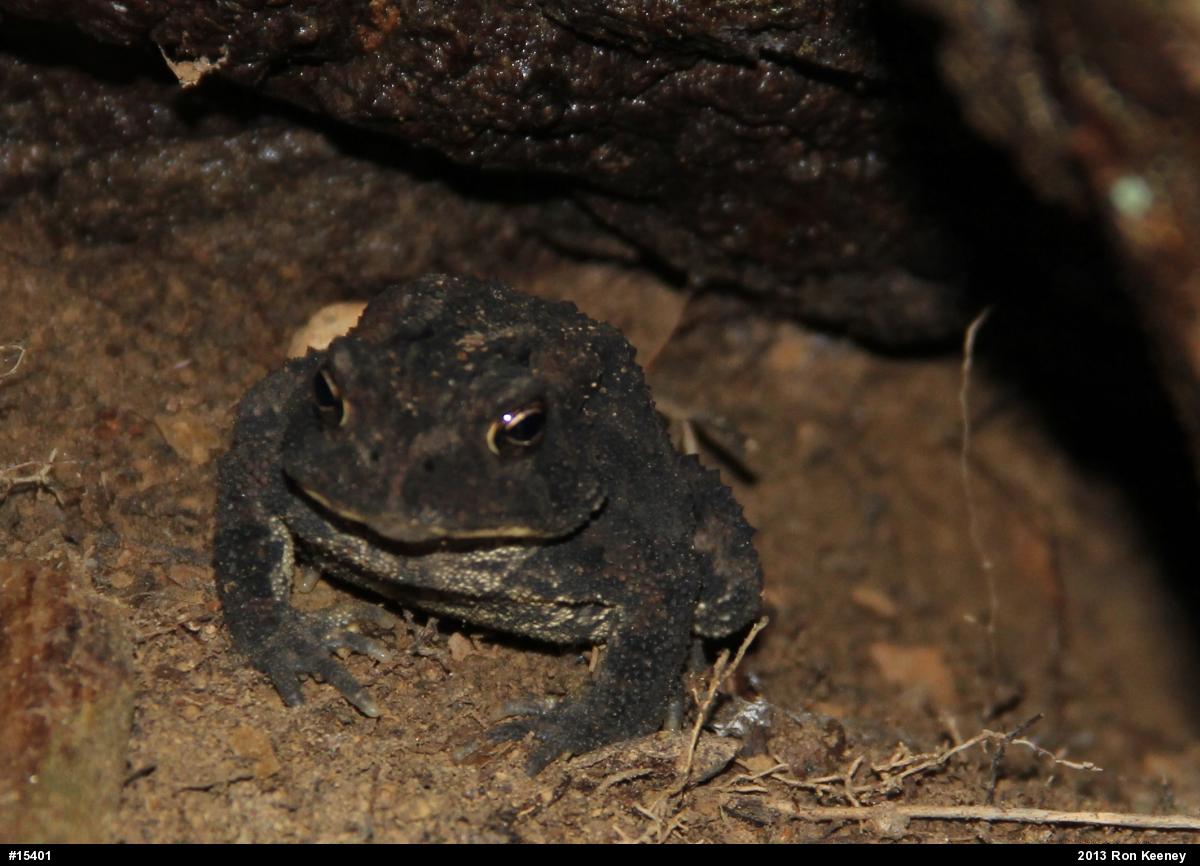 Eastern American Toad