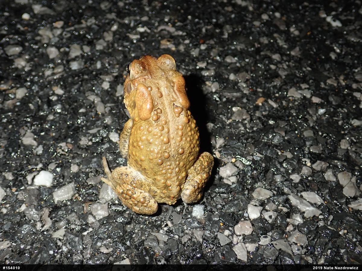 Eastern American Toad