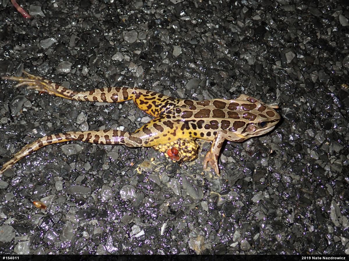 Pickerel Frog